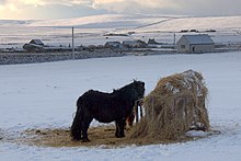 Unst: Un pony delle Shetland a Baltasound