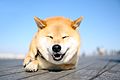 "Shibainu_Maru.jpg" by User:小野慎二郎