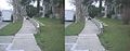 Sidewalk and Wall Offset by the Calaveras Fault - panoramio - Robert DuHamel.jpg