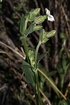 Silene latifolia