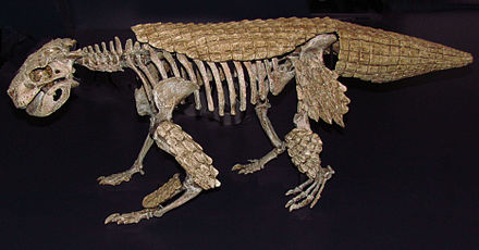 Simosuchus