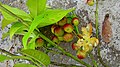 fruits matures de Siparuna guianensis