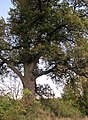 Čeština: Skupina pěti dubů (dub letní, Quercus robur) - status památných stromů, Tloskov u Neveklova, okres Benešov - ČR English: Group of the five famous tree - oaks (Quercus robur) in Tloskov - part of the town Neveklov, Benešov District in Czech Republic