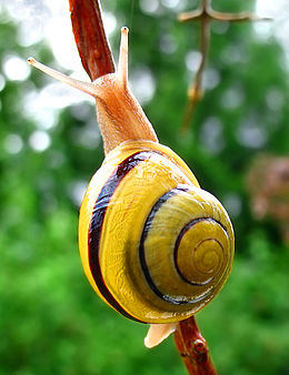 Sodinė juostasraigė (Cepaea hortensis)