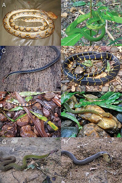 File:Snakes (10.3897-zookeys.757.24453) Figure 5.jpg