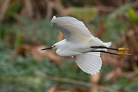 Snowy Egret in Flight