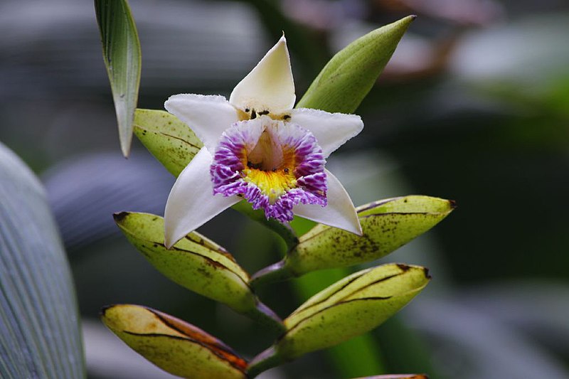 File:Sobralia luerorum - Flickr. 003.jpg