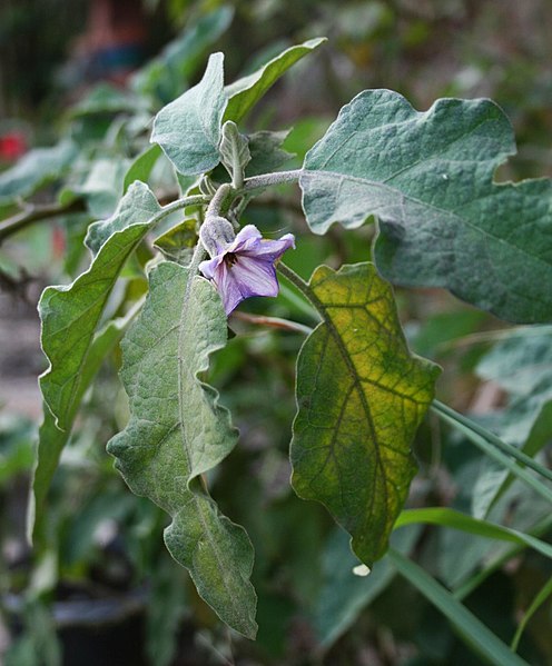 File:Solanum melongena 7.jpg