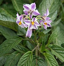 Solanum muricatum Flower2.jpg