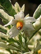 S. pseudocapsicum has large
flowers, typically borne singly. The synonym S. singuliflorum and the homonym S. uniflorum refer to this. Solanum pseudocapsicum3.jpg