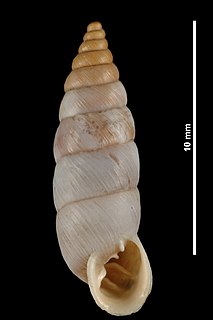 <i>Solatopupa guidoni</i> Species of gastropod