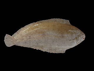 <i>Solea</i> (fish) Genus of fishes