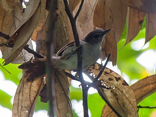 Sooty-capped babbler Species of bird