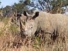 Rhino on a private reserve in Mpumalanga