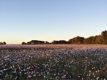 A cotton field in southern Georgia