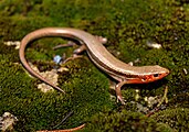 Plestiodon anthracinus anthracinus (Northern Coal Skink)