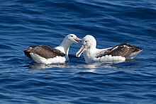 Pár albatrosů sedících na vodě; jeden z nich má mírně roztažený zobák a dotýká se druhého albatrosa v oblasti hlavy