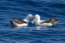 Southern Royal Albatross che beccano - SE Tasmania.jpg