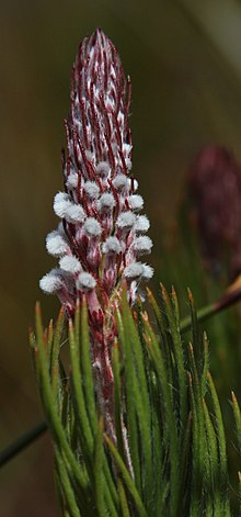 Spatalla longifolia Rebelo 2.jpg