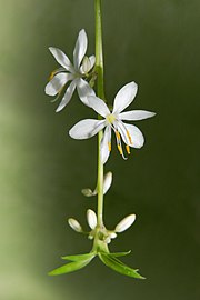 Spider plant flowers and plantlet