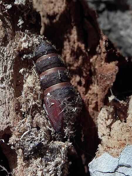 File:Spongy Moth (Lymantria dispar) Cocoon - Gatineau, Quebec 2013-09-20.jpg