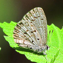 لاجورد بهار ، underside.jpg