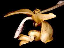 Stanhopea anfracta Orchi 001.jpg