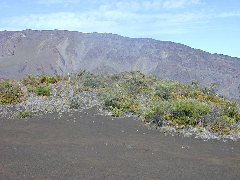 File:Starr-031001-0091-Sophora chrysophylla-habit-Puu mamane HNP-Maui (24044133474).jpg