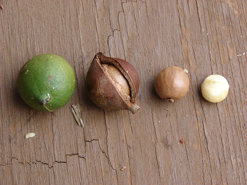 File:Starr-081111-0455-Macadamia integrifolia-different stages-Makawao-Maui (24299912723).jpg