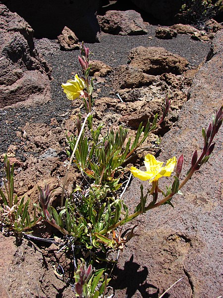 File:Starr-090504-7276-Oenothera stricta subsp stricta-flowering habit-Science City-Maui (24586620809).jpg