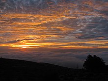Sunset on Maui Starr-121001-0603-Eucalyptus sp-habit and sunset view West Maui-Crater Rd-Maui (25099528011).jpg