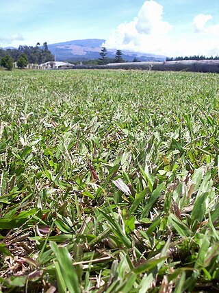 <i>Axonopus compressus</i> Species of plant