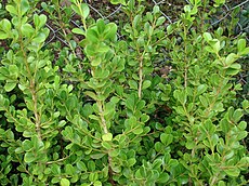 Starr 070906-8951 Buxus sempervirens.jpg