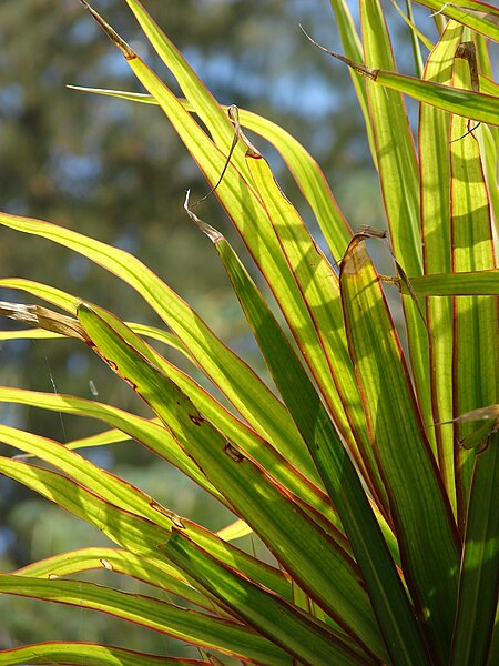 File:Starr 080531-4996 Dracaena marginata.jpg