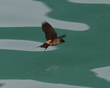 Gestreifte Schwalbe (Hirundo striolata striolata).jpg