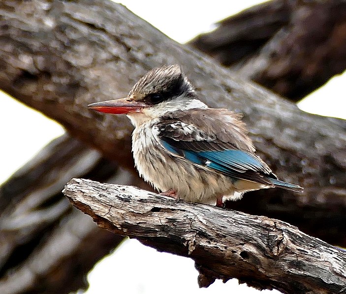 File:Striped Kingfisher (Halcyon chelicuti) (31458727053), crop.jpg