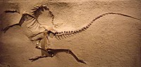 Thumbnail for Ornithomimosauria
