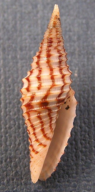 <i>Imbricaria hrdlickai</i> Species of gastropod