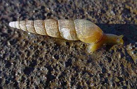 Subulina striatella