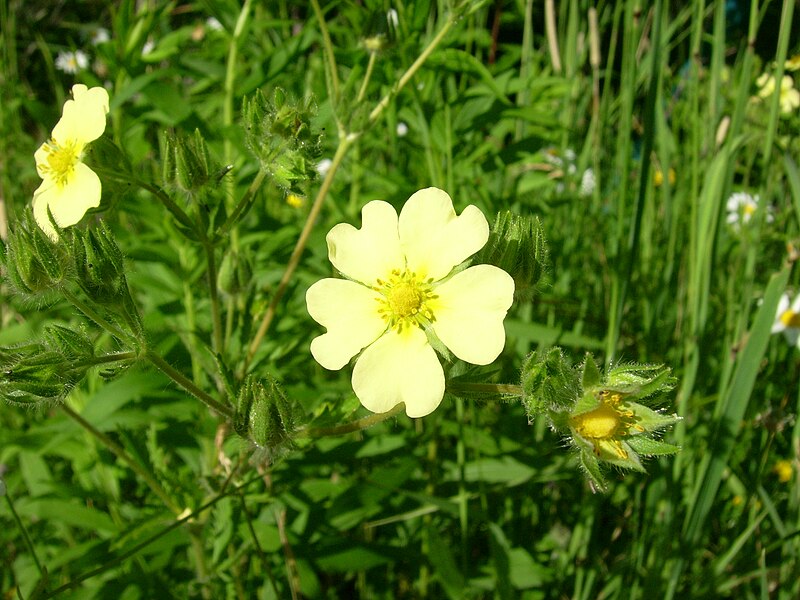 File:Sulphur cinquefoil (St Joseph I).JPG