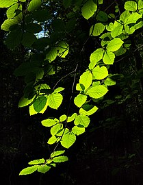 Sunlight on beech leaves in Gullmarsskogen ravine