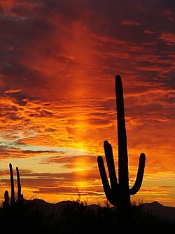 Sunset in Saguaro National Park.JPG