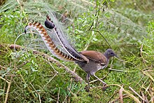 Superb lyrbird in scrub edit2.jpg