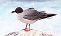 Swallow-tailed-gull.jpg