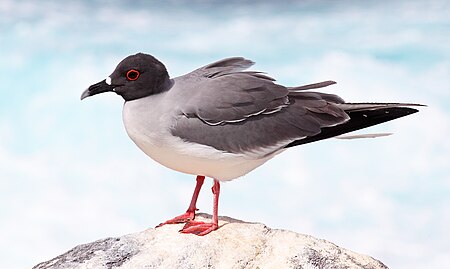 Swallow-tailed-gull.jpg