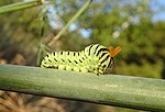 Thumbnail for File:Swallowtail caterpillar osmeterium 2.jpg
