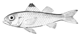 <i>Synagrops bellus</i> Species of fish