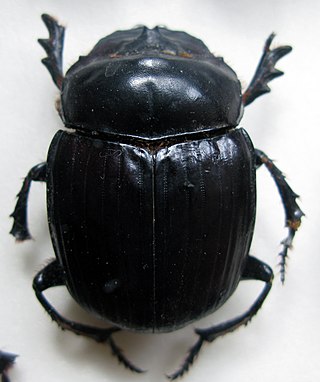 <i>Synapsis</i> (beetle) Genus of Asian dung beetles