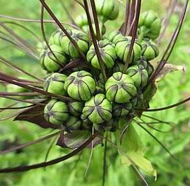 Liuskaviiksikin (Tacca leontopetaloides) kukinto.