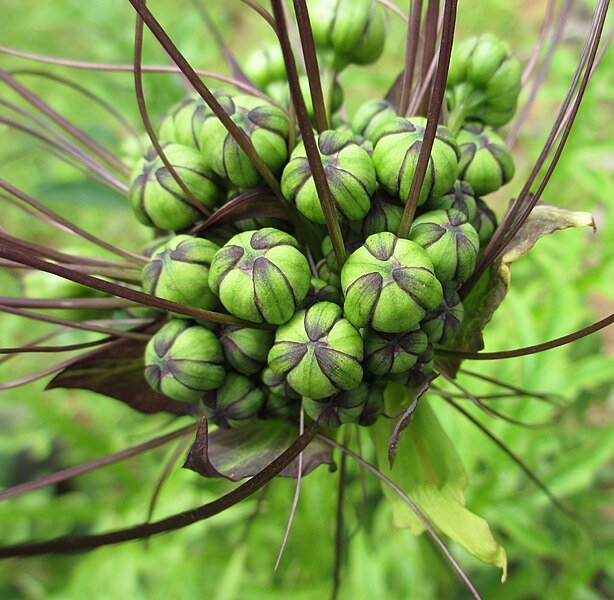 File:Tacca leontopetaloides - umbel.jpg